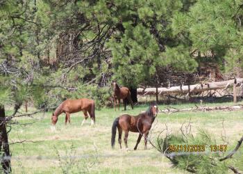 wild horses in forested area