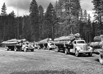Black and white image of a line of old log trucks loaded with logs. 