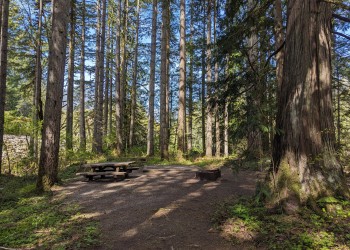 campsite in woods