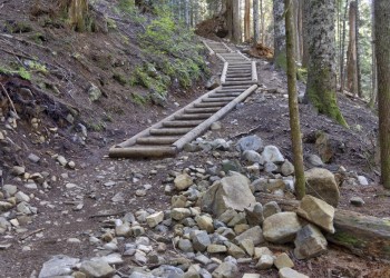 wooden steps on trail through woods