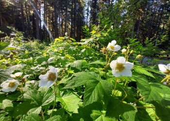 Thimbleberries thrive on the MBS 