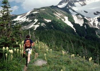 Hiker on trail surrounded by flowers with a mountain in distance.