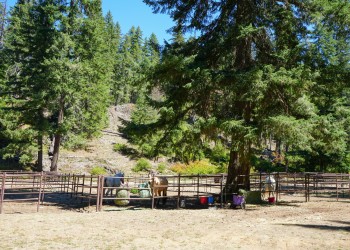 Horses hide to the shade in the corral in the heat of the summer