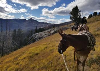 Pack Mules in the Pasayten Wilderness