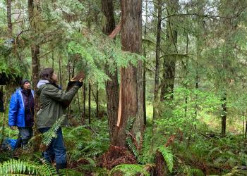 Two individuals stripping cedar in a forest