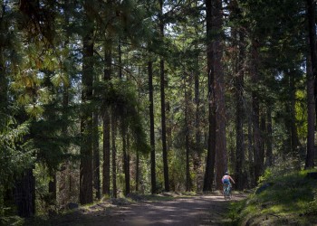 A person on a mountain bike rides on a road that is shaded by tall trees on either side.