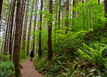 People hike on a trail in the forest