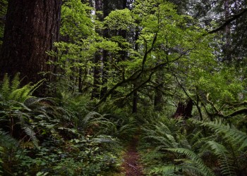 Horse Creek South Trail weaves through Drift Creek Wilderness. 