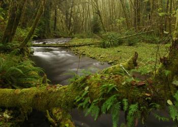 A river running through a wilderness area