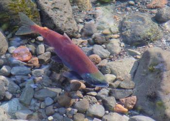 A fish under water