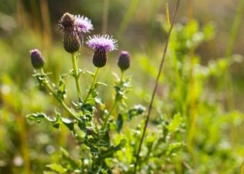 Canada Knapweed