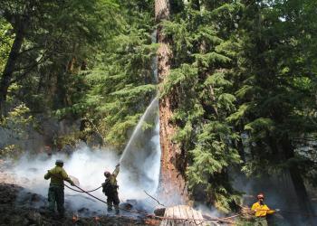 Wildland firefighters spraying a tree with water