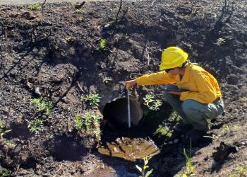 A person in green pants and a yellow shirt and hardhat measures a culvert under a road in a burned area.