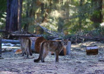 A large, tan-colored cat faces the camera in a forested area. Behind them another large cat is walking away.