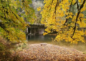 Maple trees with fall covers lean over a stream with a bridge in the distance.