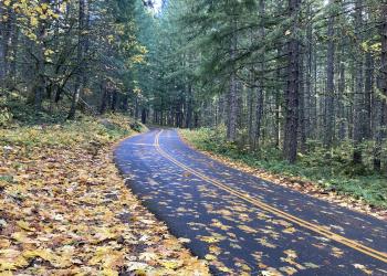 A road covered in leaves in the forest