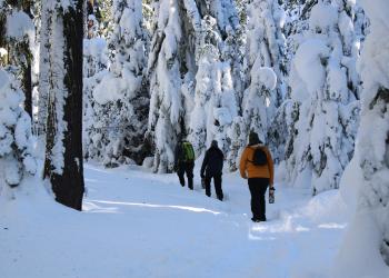 Three individuals snowshoeing and trees covered in snow. 