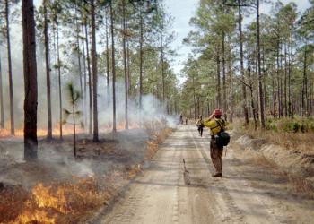 Forest Service employee with a fire crew monitors a prescribed burn in the Tuskegee National Forest