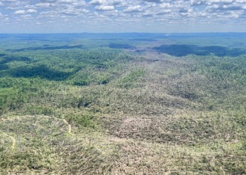 Aerial image of the path of a tornado through a forested landscape. The path is clearly outlined by horizontal trees.