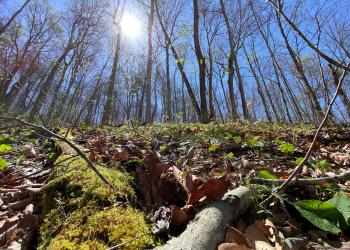 Bright spring sunshine highlights a mossy forest floor and bare limbed trees on a steep slope.
