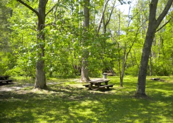 A picnic table shaded by several mature trees.