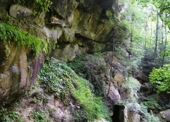 Lush green foliage along the steep edge of a sandstone cliff face.