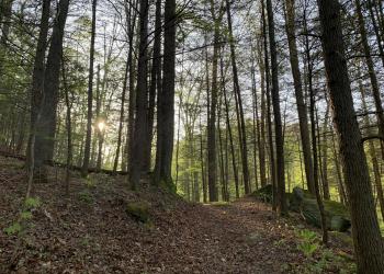 A trail leading upward through mature forest. The shines through the densely shaded tree trunks.