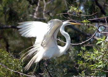White water bird in a tree