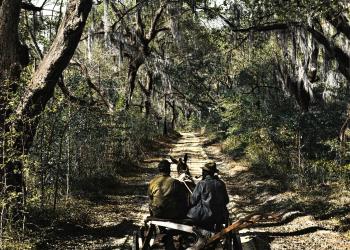 Horse drawn wagon in a live oak hammock