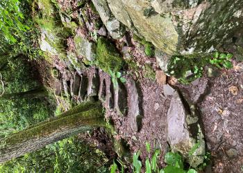Stones form the steps of a forest trail.