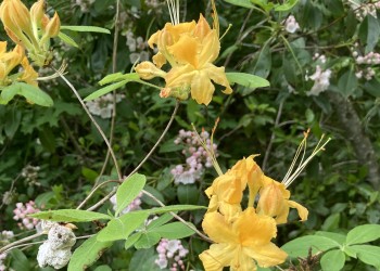 Pollinating yellow flower on the Clinch Ranger District