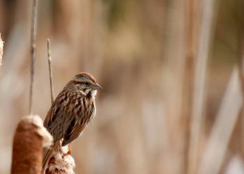 A song sparrow, a small speckled brown bird, perches on top of a cattail. 