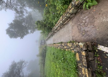 A walking path lined by a low stone wall