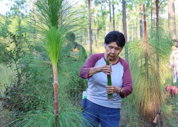 woman holds longleaf pine needles