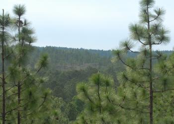 pine trees from a high vantage point