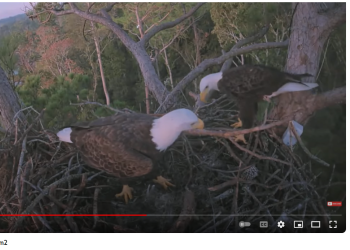 Two eagles in a nest of sticks