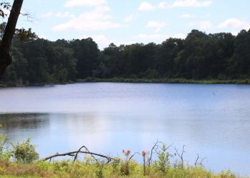 Fullerton lake with trees surrounding the lake