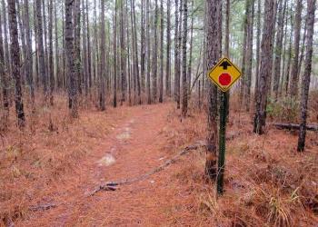 hickman trail surrounded by trees and pinestraw