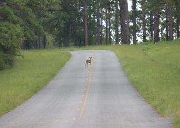 deer standing in the middle of forest road