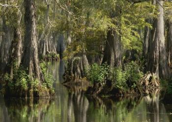 cypress trees on a lake