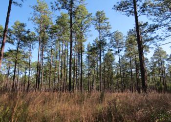 healthy tall pine forest in mississippi