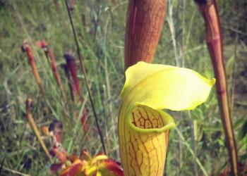 large close up of a yellow and maroon pitcher plan