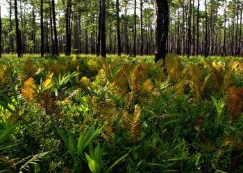longleaf