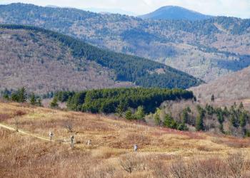 Black Balsam Knob trail