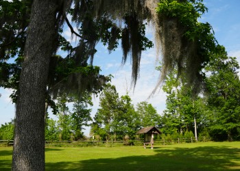 tree with spanish moss