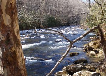 Stream in the woods 