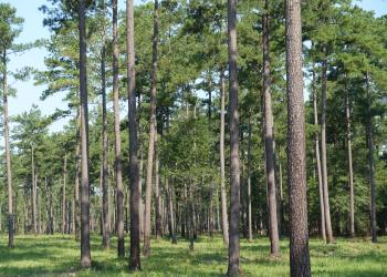 Crackerneck WMA hunt area