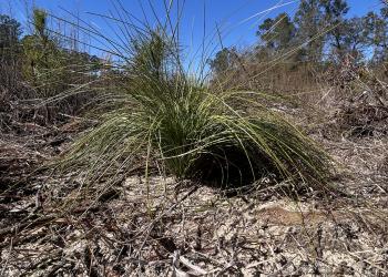 Longleaf pine in early grass stage