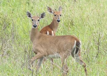 2 doe