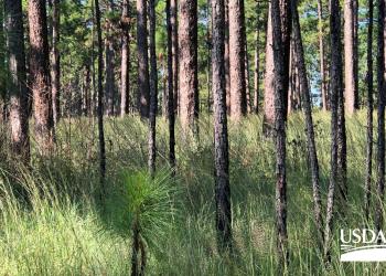 Longleaf 